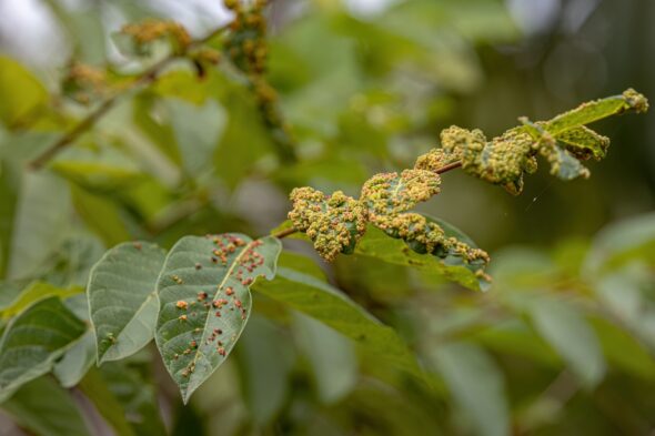 Cómo reconocer los ácaros de las plantas y cómo eliminarlos definitivamente