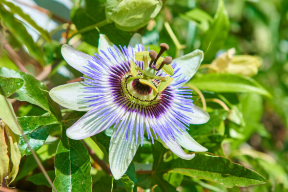 Cómo se cultiva la flor de la pasión o pasiflora