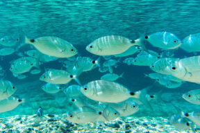 Dónde hacer snorkel en Cerdeña