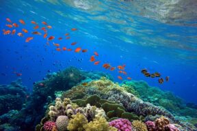 Dónde se encuentran los arrecifes de coral más bonitos del mundo