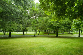 Se pueden hacer celebraciones en parques públicos