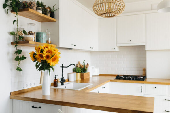 ¿Cómo cultivar girasoles en casa?