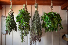 Cómo secar plantas aromáticas en casa: guía paso a paso