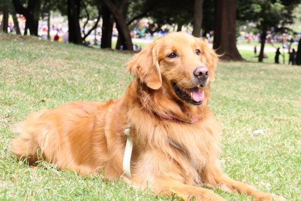Perros en el jardín comunitario