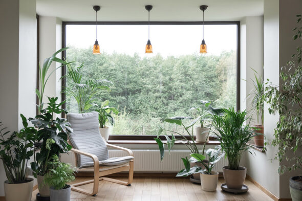 Plantas de interior para tu hogar