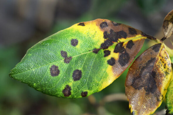 Por qué las hojas de las plantas se ponen negras