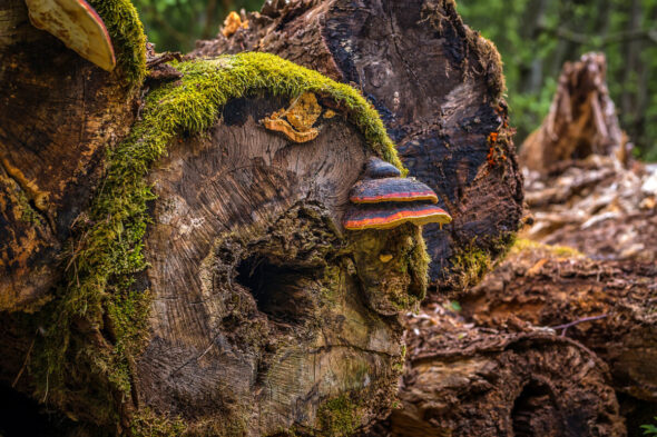Qué es y cómo se cura la podredumbre de la madera