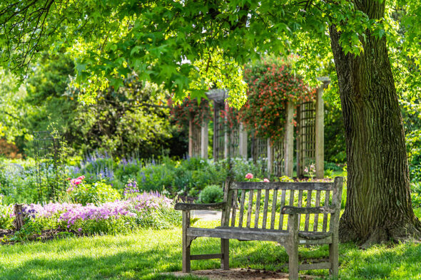 Árboles de sombra para el jardín