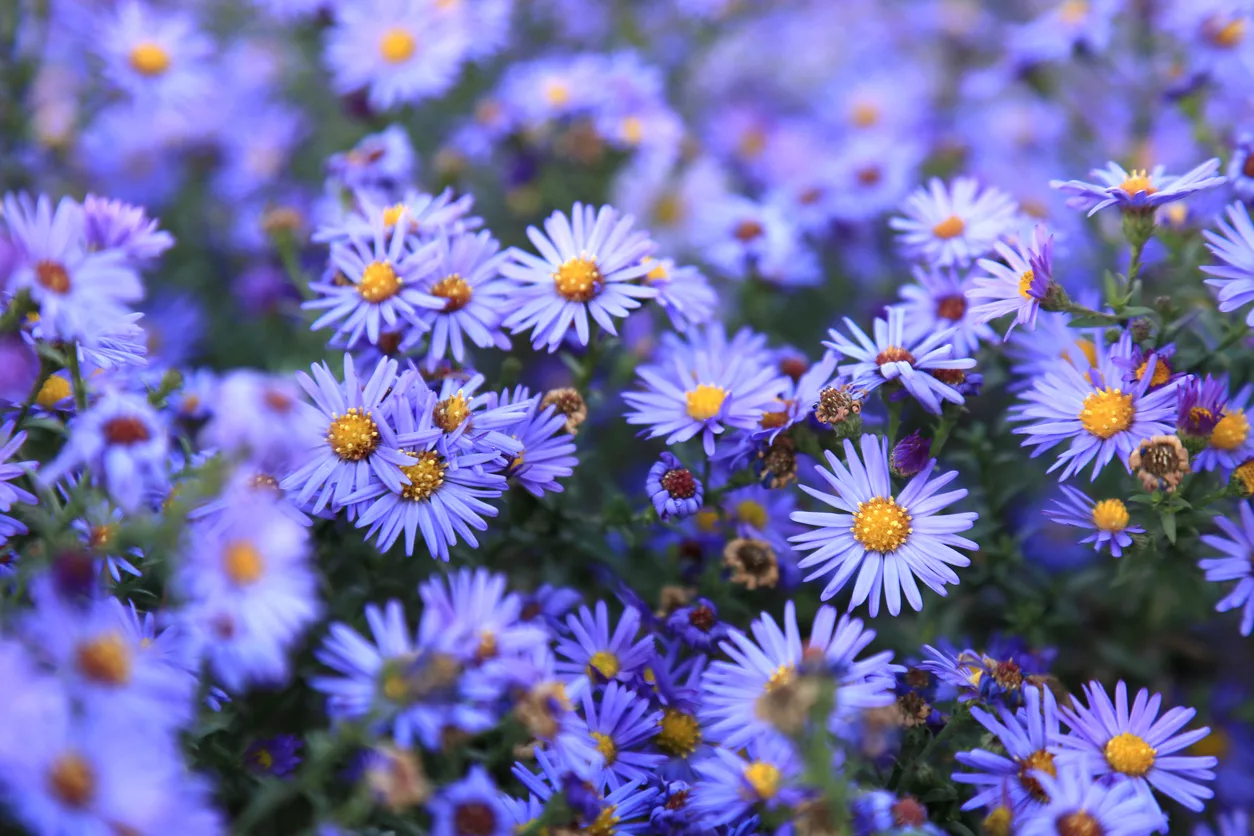 Flores de otoño, ¿cuáles plantar en el jardín? Algunos consejos 4 aster