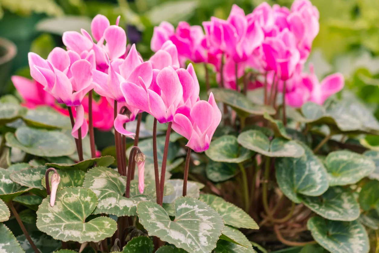 Flores de otoño, ¿cuáles plantar en el jardín? Algunos consejos 1 Ciclamen