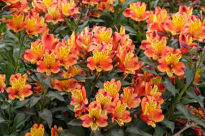 Cómo cultivar la Alstroemeria, el lirio de fuego