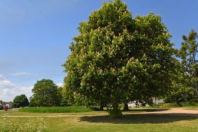 Cuándo se planta el castaño y cómo se cultiva