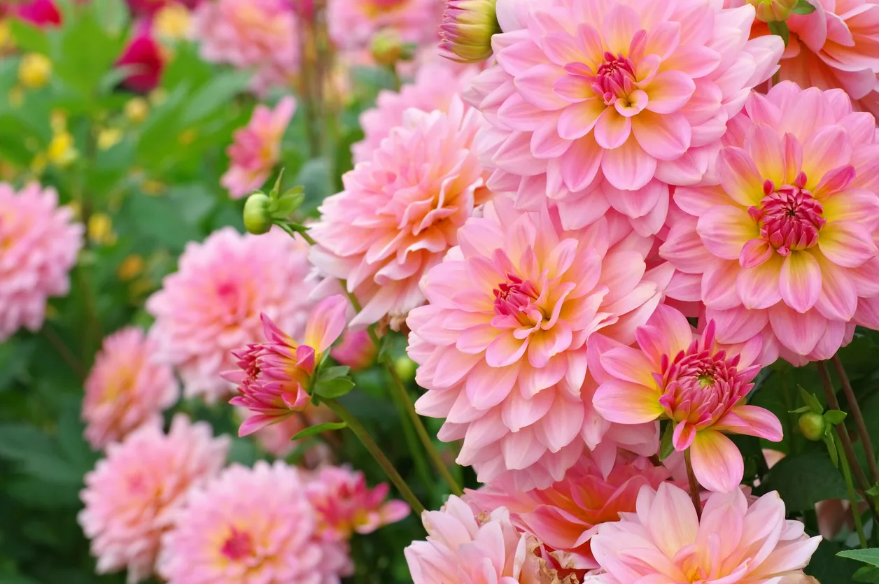 Flores de otoño, ¿cuáles plantar en el jardín? Algunos consejos 6 Dalia
