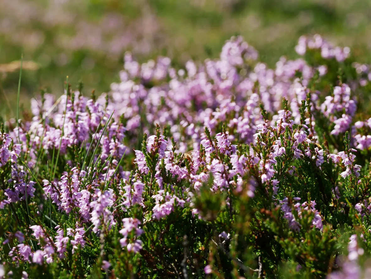 Flores de otoño, ¿cuáles plantar en el jardín? Algunos consejos 7 Brezo
