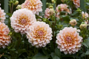 dalia