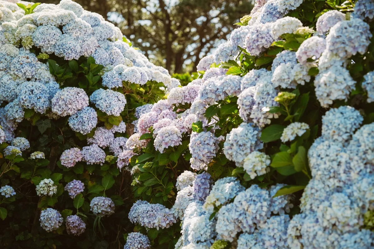 Flores de otoño, ¿cuáles plantar en el jardín? Algunos consejos 5 Hortensias
