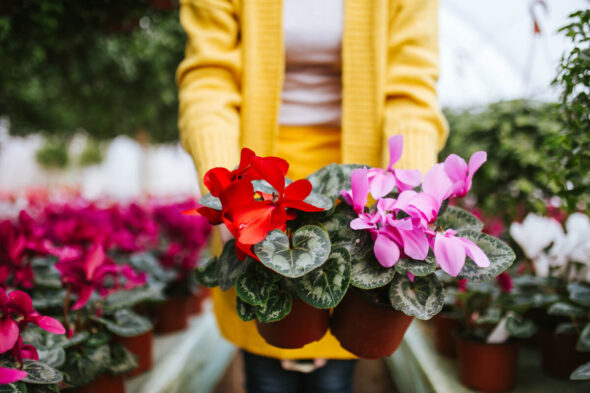 Qué flores de otoño plantar en el jardín