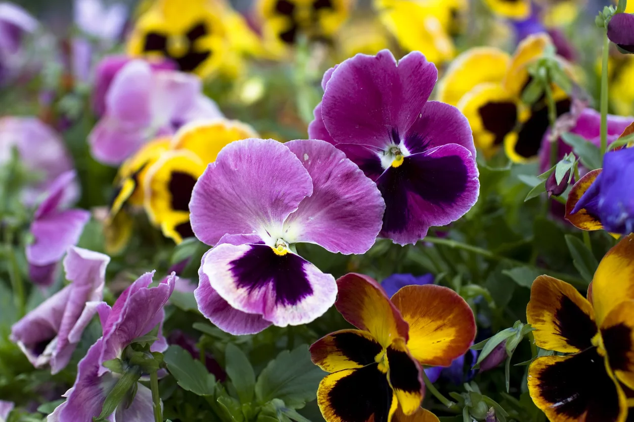 Flores de otoño, ¿cuáles plantar en el jardín? Algunos consejos 2 Violetas de pensamiento