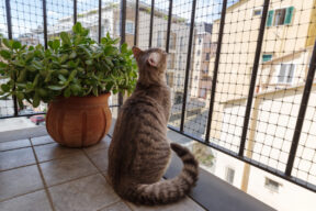 Animales en la comunidad y redes de protección en el balcón
