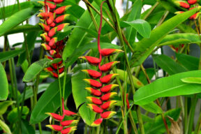 Cómo cuidar la Heliconia rostrata