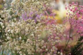 Gipsofilia: cuánto dura, cuál es su significado y cómo tratarla