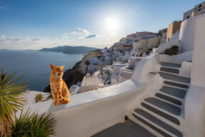 Por qué hay tantos gatos en Grecia