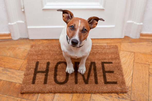 Animales en la comunidad: qué dice la ley y cómo convivir sin problemas