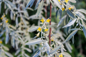 Cómo cultivar el eleagnus