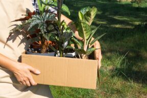 Cómo transportar las plantas durante la mudanza