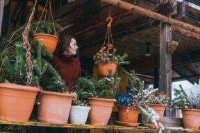 Las mejores plantas que resisten el frío para tener en el balcón durante el invierno