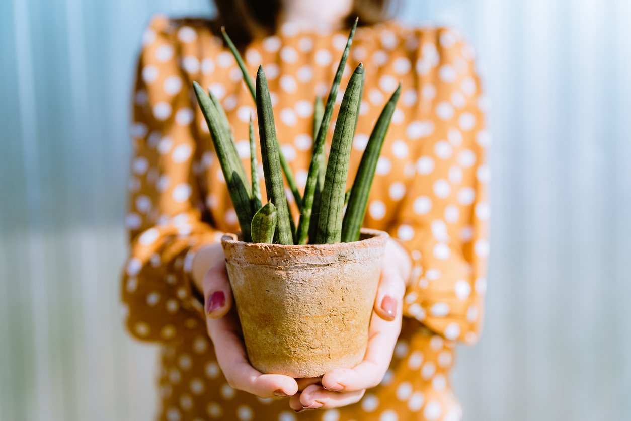 Cmo cultivar la Sansevieria cylindrica en casa