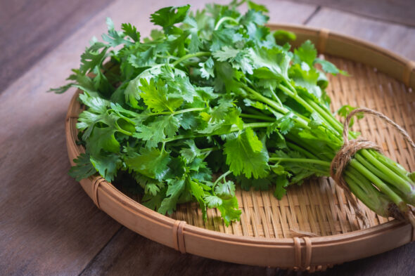 cilantro