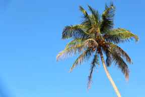 palma de coco