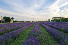 campo de lavanda en Padua