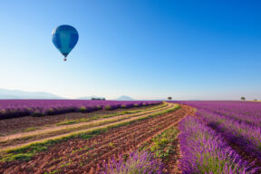 campos de lavanda