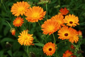 calendula