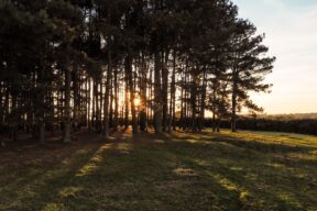 Ashdown Forest