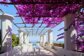 terraza con bouganvilla