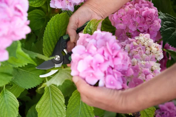 hortensia