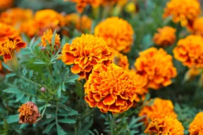 tagetes