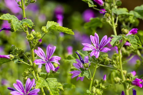 malva