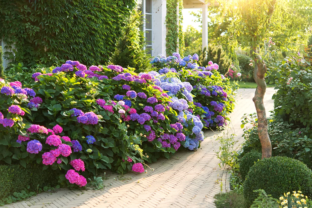 hortensia