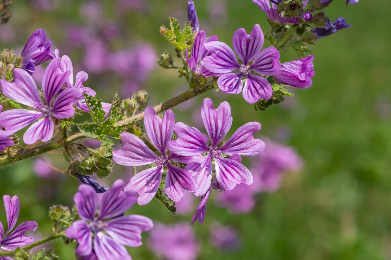 malva