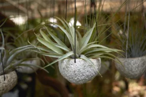 Tillandsia