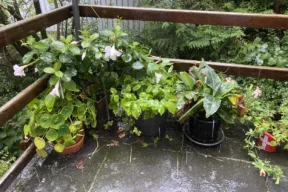 plantas y lluvia