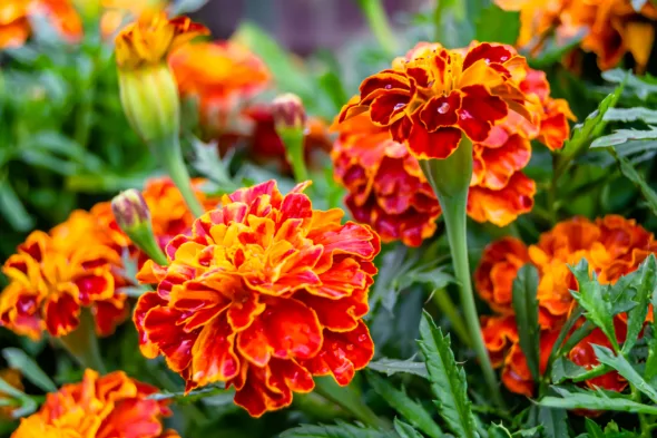 calendula
