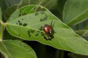 popillia japonica