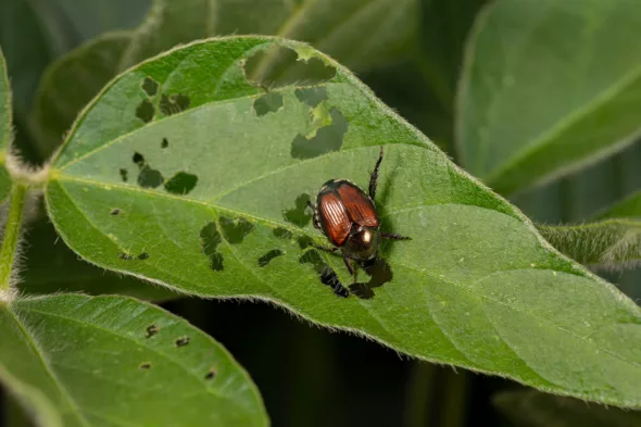 popillia japonica