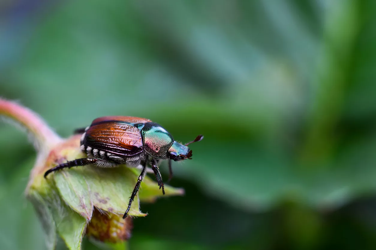 Popillia japonica
