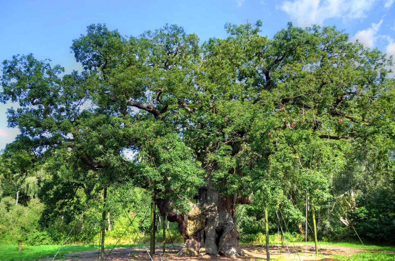 Bosque de Sherwood